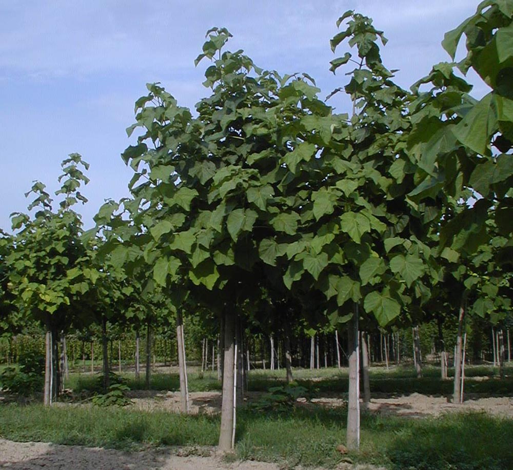 Le Paulownia