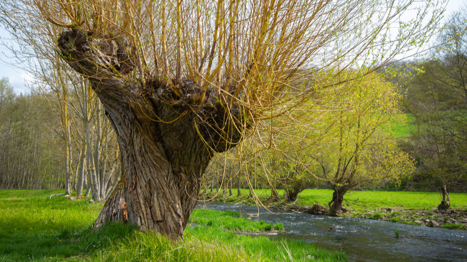 Saule des vanniers